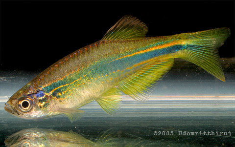 Danio hikari yellow