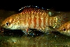 Dario dayingensis