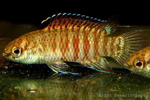 Dario dayingensis