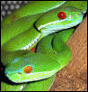 VN viper pair