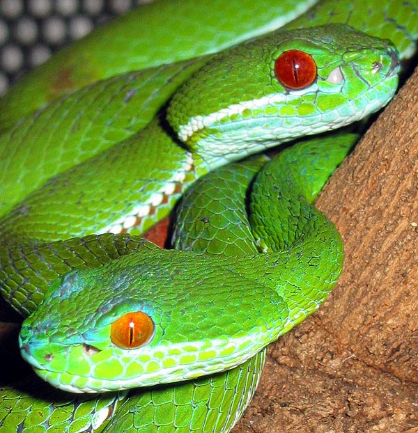 VN viper pair
