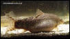 gravid female