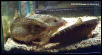 gravid females