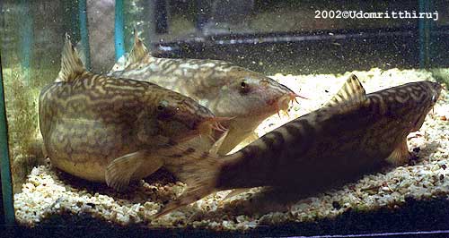 gravid females