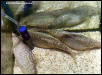 gravid females 2