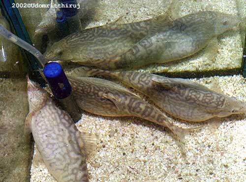 gravid females 2