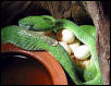 T. hageni and eggs