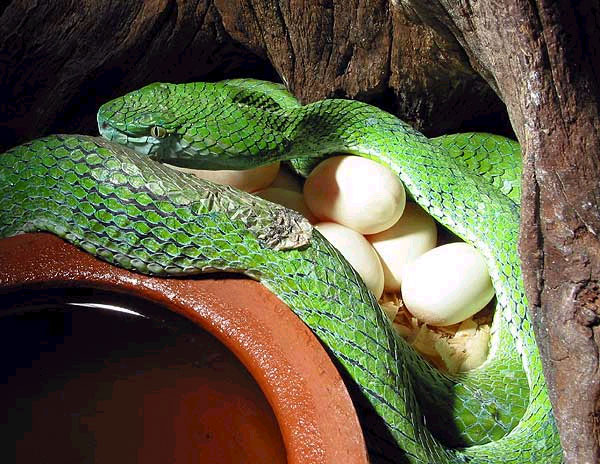 T. hageni and eggs