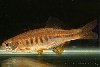 Devario maetangensis