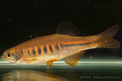 Devario maetangensis