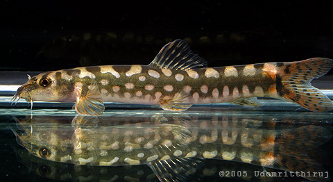 Mesonoemacheilus guentheri