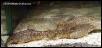reticulated