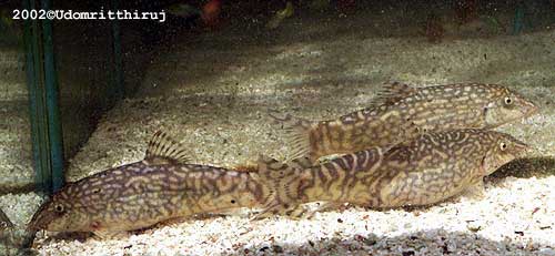 reticulated