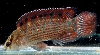 B. ruber