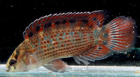 B. ruber