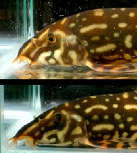 snout comp