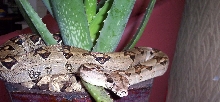 bci on aloe vera plant