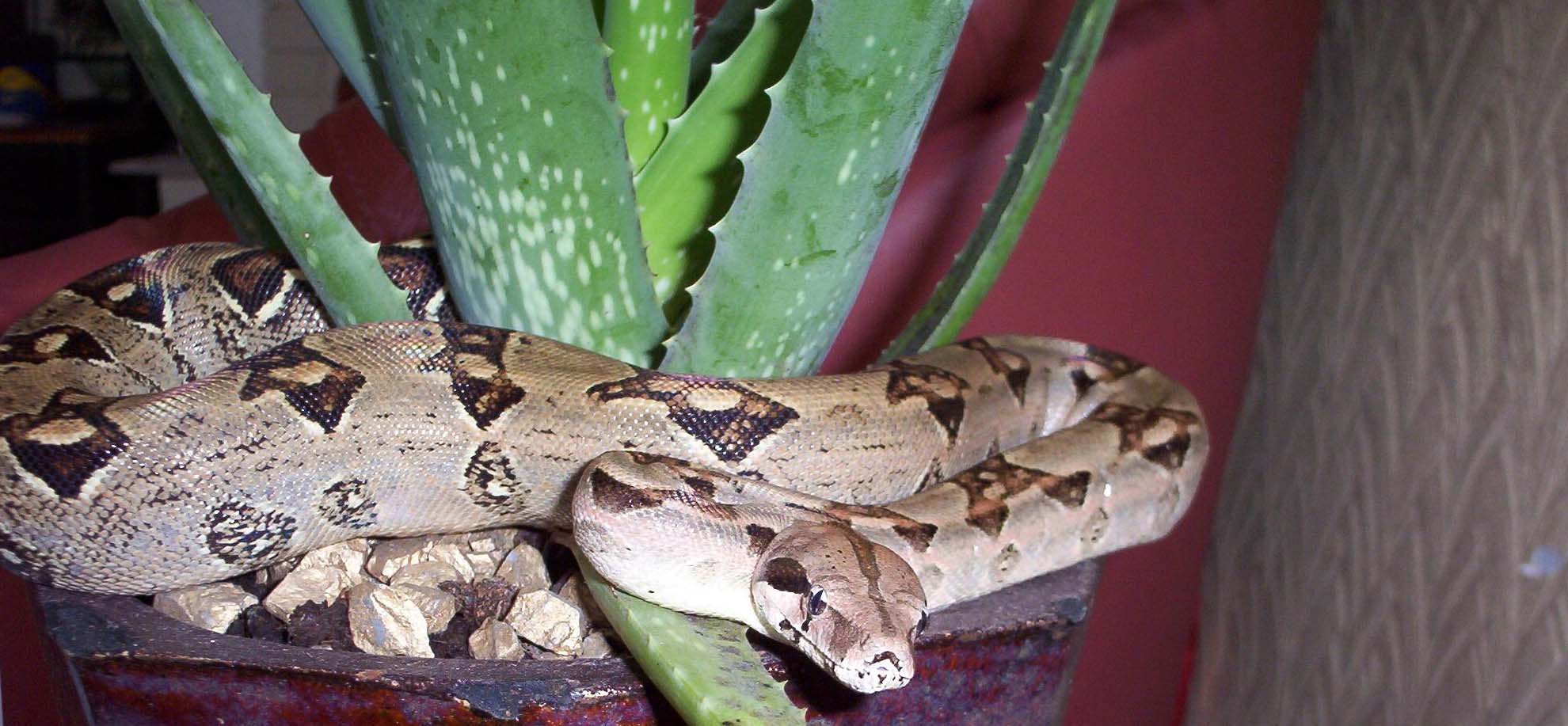 bci on aloe vera plant