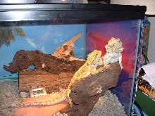 beardie 2