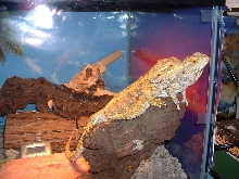 Beardie 1