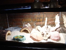 my beardies home