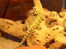 my first beardie