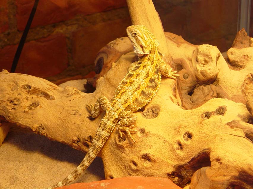 my first beardie