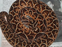 Bothrops alternatus (pregnant female)