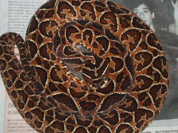 Bothrops alternatus (pregnant female)
