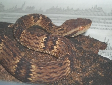 Bothrops jararaca (Cagarras Islands)