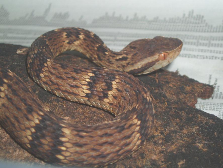 Bothrops jararaca (Cagarras Islands)