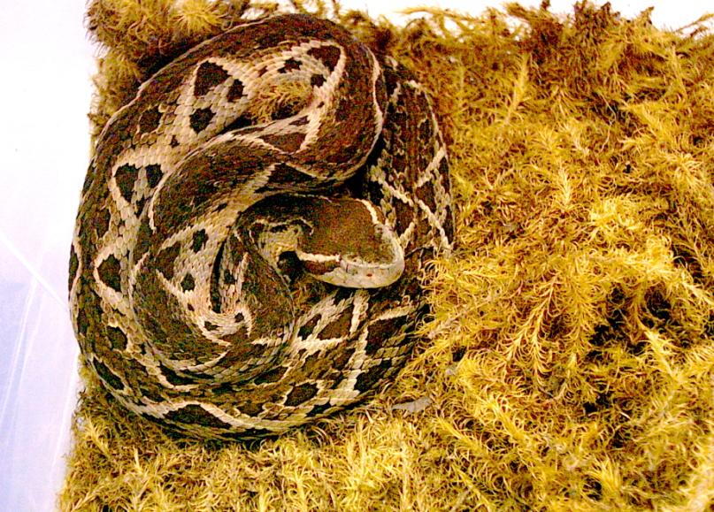 Bothrops jararacussu