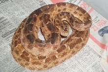 Bothrops lutzi