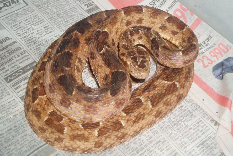 Bothrops lutzi