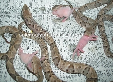 Babies Bothrops moojeni