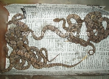 Babies Bothrops moojeni