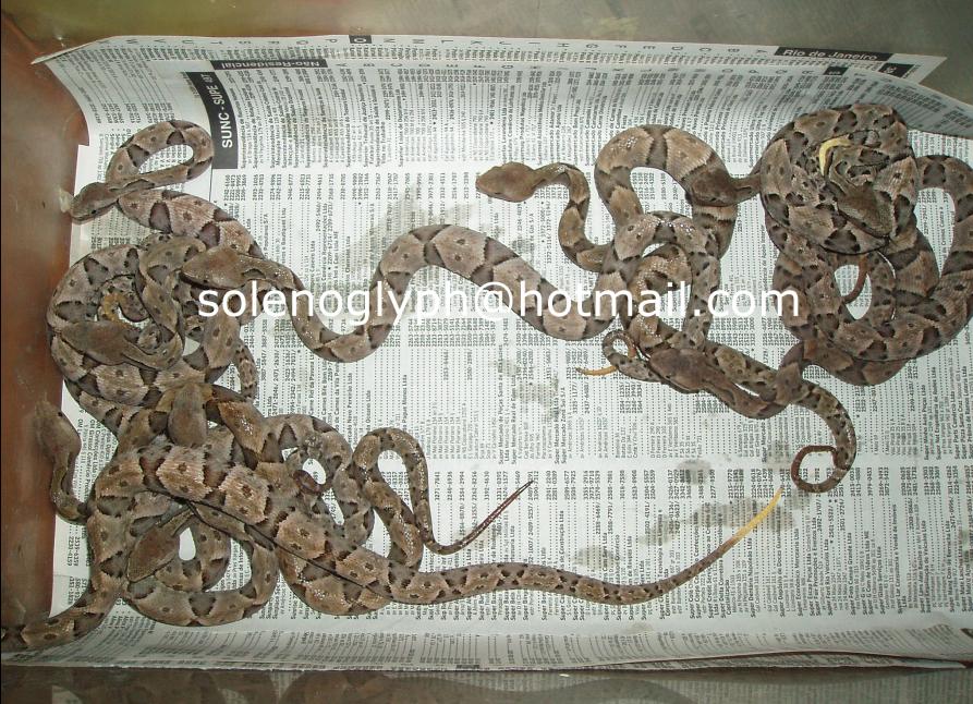 Babies Bothrops moojeni