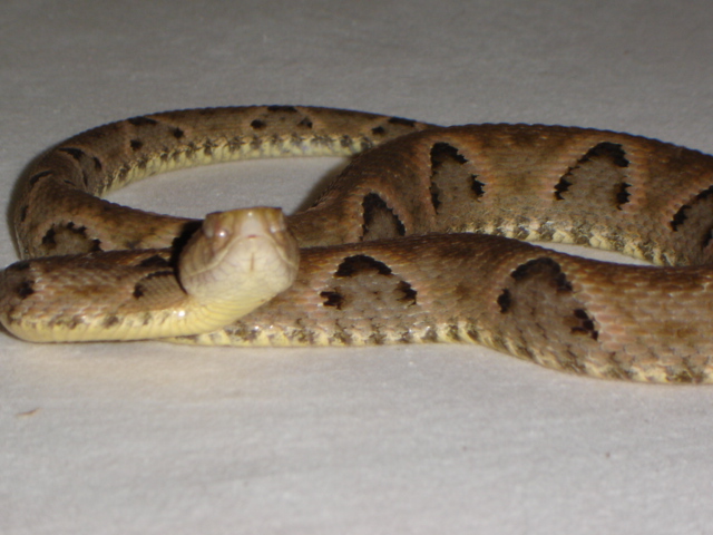 Bothrops moojeni