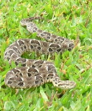 Bothrops neuwiedi parananesis