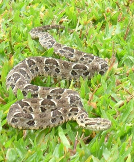 Bothrops neuwiedi parananesis