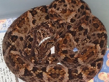 Bothrops pradoi
