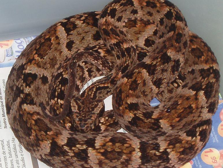Bothrops pradoi