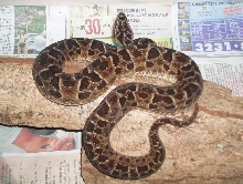 Bothrops pubescens (pregnant female Uruguay)