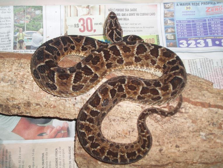Bothrops pubescens (pregnant female Uruguay)