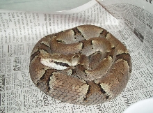 Bothrops venezuelensis