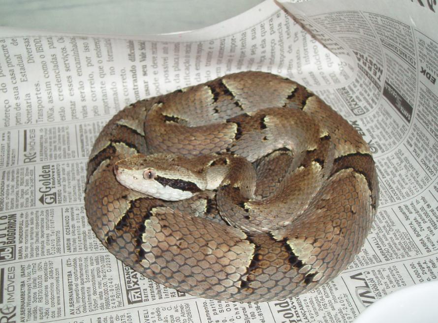Bothrops venezuelensis