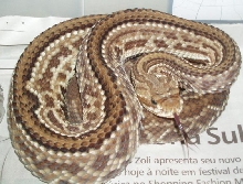 (Striped) Crotalus durissus collilineatus
