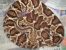 Crotalus durissus collilineatus pregnant female