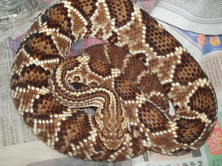 Crotalus durissus collilineatus pregnant female