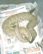 Crotalus durissus terrificus